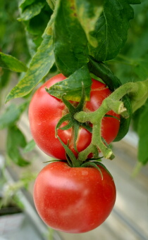 トマトは「太陽の恵み」