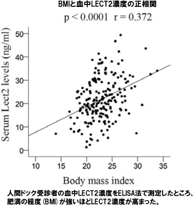 BMIと血中LECT2濃度の正相関