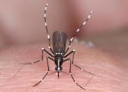 3分でわかる「デング熱対策」　厚労省が蚊対策を全国に通知