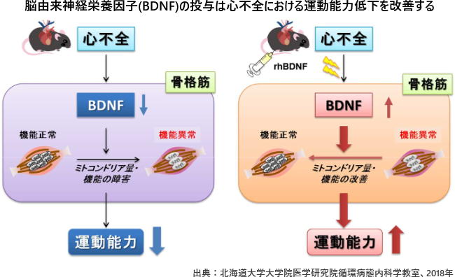 脳由来神経栄養因子(BDNF)の投与は心不全における運動能力低下を改善する