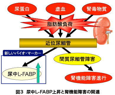 図3 尿中L-FABP上昇と腎機能障害の関連