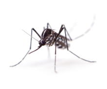 ジカ熱が日本で発生する確率は16.6%　夏に備えて蚊の駆除など対策
