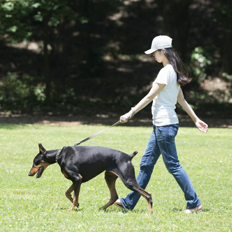 犬の散歩は運動になるか？　運動不足を解消するのに効果的である可能性